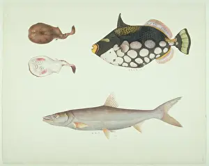Trigger: Balistoides conspicillum, clown triggerfish