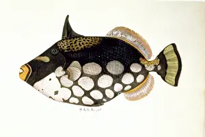 Trigger: Balistoides conspicillum, clown triggerfish