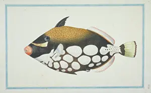 1722 C: Balistoides conspicillum, clown triggerfish