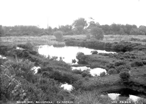 Ballymena: Ballee Bog, Ballymena, Co. Antrim