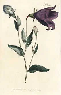 Grandiflora: Balloon flower, Platycodon grandiflorus