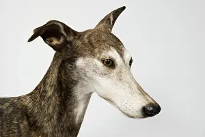 Sighthound: Ballyregan Bob, greyhound
