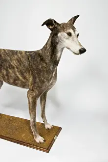 Sighthound: Ballyregan Bob, greyhound