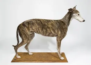 Sighthound: Ballyregan Bob, greyhound