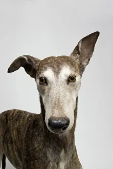 Sighthound: Ballyregan Bob, greyhound