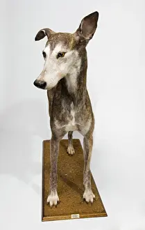 Sighthound: Ballyregan Bob, greyhound
