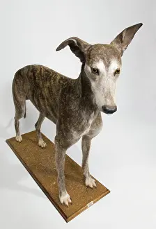Sighthound: Ballyregan Bob, greyhound