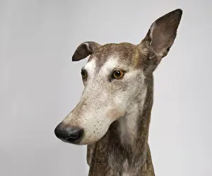 Sighthound: Ballyregan Bob, greyhound