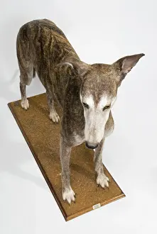 Sighthound: Ballyregan Bob, greyhound