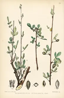 Balm: Balm of Gilead, Commiphora gileadensis
