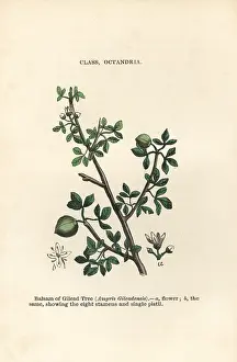 Myrrh: Balm of Gilead, Commiphora gileadensis