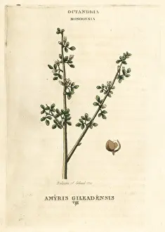 Myrrh: Balm of Gilead, Commiphora gileadensis