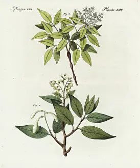 Balm: Balm of Peru and elemi gum tree
