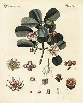 Rosea: Balsam apple, Clusia rosea