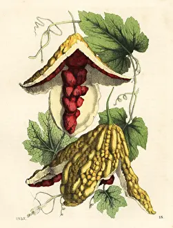 Balsamina: Balsam apple, Mormodica balsamina