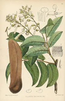 Balsamo: Balsam of Peru, Myroxylon balsamum