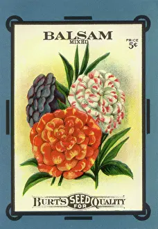 Packets: Balsam Seed Packet