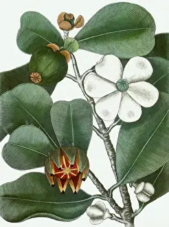 Catesby: The Balsam-Tree