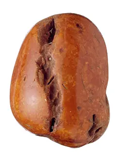 Dredged: Baltic amber