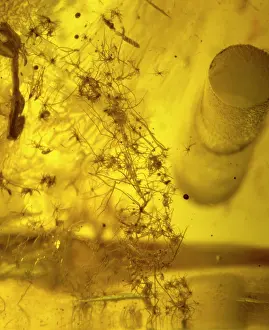 Fibre: Baltic amber