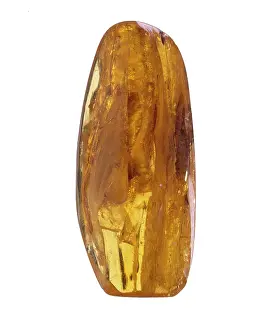 Translucent: Baltic amber