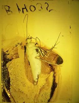 Sulfide: Baltic amber with caddis fly