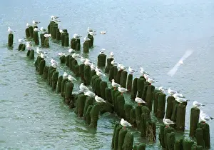 Seagulls: Baltic seagulls, 1990