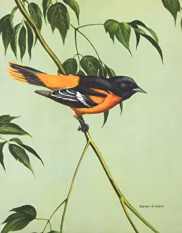 Alois: Baltimore Oriole