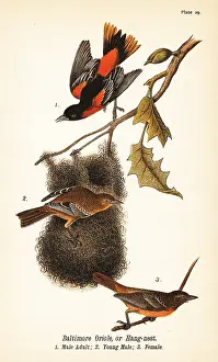 Merganser: Baltimore oriole or hang-nest, Icterus galbula