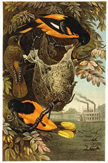 Orioles: Baltimore Orioles - Birds - Animals