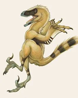 Carefree: Bambiraptor, a bird-like dromaeosaurid dinosaur