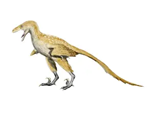 Dromaeosaurid: Bambiraptor dinosaur