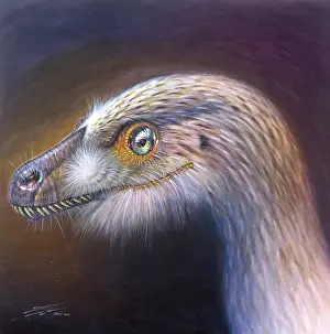 Dromaeosaurid: Bambiraptor feinbergi portrait
