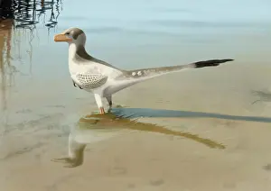 Alertness: Bambiraptor feinbergi standing in shallow water