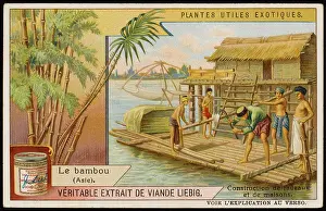 Countless: BAMBOO CULTIVATION