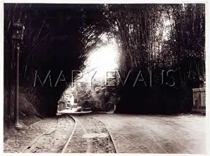 Streetlamp: BAMBOO OVER ROAD, RIO