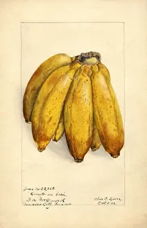 Boca: banana - fruit - food - nature