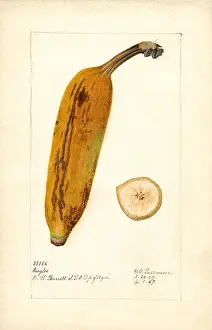 Ingles: banana - fruit - food - nature