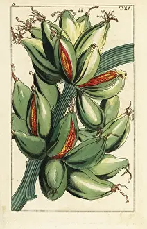 Gottlieb Tobias Wilhelm: Banana fruit growing upright on the branch, Musa sapientum