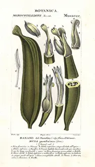 Batelli: Banana fruit, segment Musa acuminata