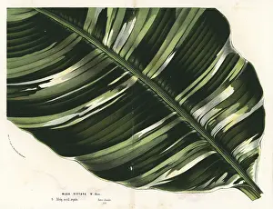 Plantain: Banana leaf, Musa paradisiaca