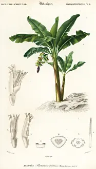 Louis Joseph Edouard Maubert: Banana, Musa acuminata