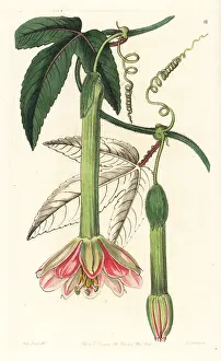 Mollissima: Banana passionfruit, Passiflora mollissima