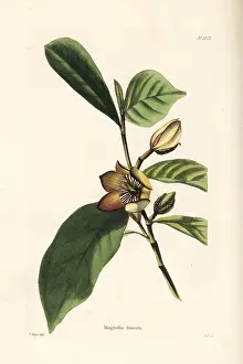 Shotter: Banana shrub, Michelia figo