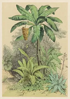 Terrarium: Banana Tree - 1880