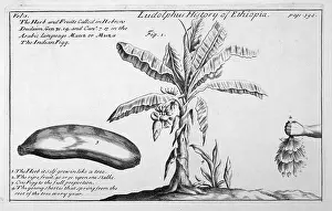 Proportion: BANANA TREE/18TH CENTURY