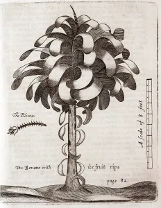 Refining: Banana tree