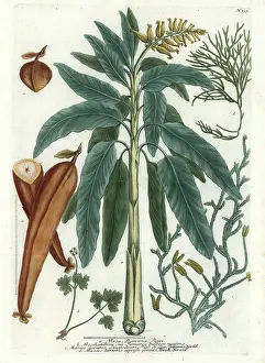 Lycopodium: Banana tree and fruit, muskroot and moss