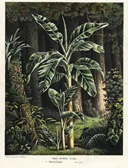 Serres: Banana tree, Musa paradisiaca