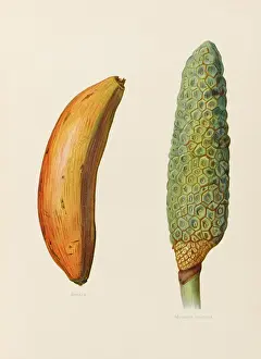 Breadfruit: BANANAS